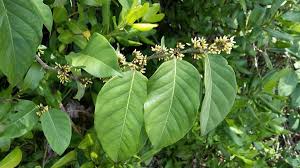 Image result for Dalbergia