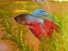 Use them in commercial designs under lifetime, perpetual & worldwide rights. Betta Fish Care Guides Articles Japanese Fighting Fish