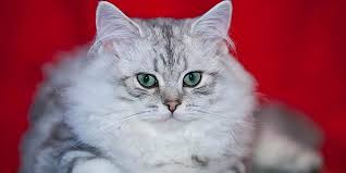 The breeder of british shorthair cats and british longhair cats of silver shaded, golden shaded, and chinchilla colors with blue and green eyes. British Longhair Cat Dinoanimals Com