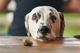 Dog vomit may contain food or plant material—these types of vomit are perfectly natural and—more often than not—no cause for concern. Why Is My Dog Vomiting Blood Canna Pet