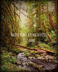11x14 Art Print West Coast Nature Photography Wise Nature Etsy Nature Quotes Forest Photography Nature
