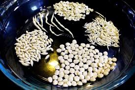 Botve Nakhulya Maltya Marathi Recipe Madhura S Recipe