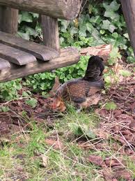 Ze leken toen erg op grote dolfijnen. Kippie Achterin De Tuin Vandaag Heeft Ze Haar Eerste Ei Gelegd Tuin Haar