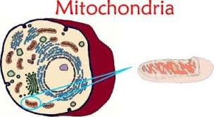We did not find results for: 11 Cells Ideas Cell Animal Cell Cells Project