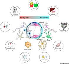 Any other major medical issue i would definitely prefer a doctor or urgent care but for something that can be addressed over the phone, i definitely will continue to use k. Blood Brain Barrier Dynamics To Maintain Brain Homeostasis Trends In Neurosciences