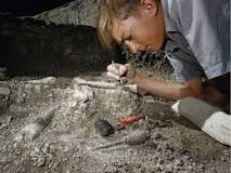 What's the study of fossils?