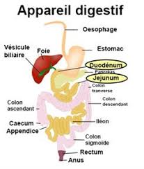 Les infections urinaires sont surtout fréquentes chez. Mon Epouse A Ete Emportee En 24 Heures Docteurclic Com
