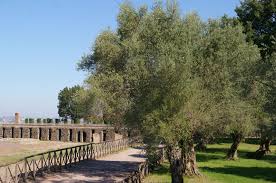 Image result for Olea