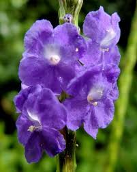 Image result for Stachytarpheta urticifolia