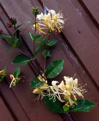 Image result for Caprifoliaceae