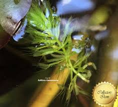 Image result for Aldrovanda vesiculosa