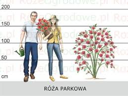 He is currently signed to sony music. Roze Parkowe Sadzonki Rozeogrodowe Pl Szkolka Grzegorz Hyzy