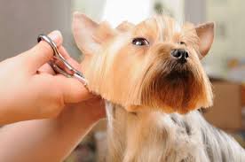 Why pay to lock your dog in a cage? Help My Dog Freaks Out At The Groomer The Dogington Post