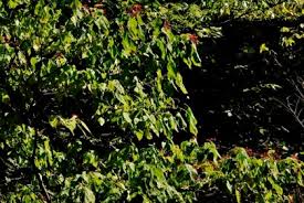 Image result for Clerodendrum tricholobum