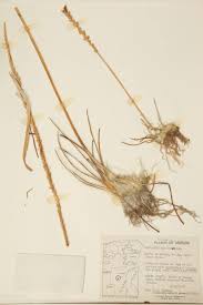 Image result for Juncaginaceae