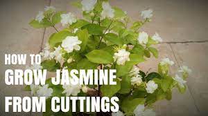 Paste of the root of jasmine is applied over forehead to relieve headache. How To Grow Jasmine Plant From Cuttings Youtube