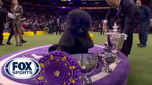The 144th annual westminster kennel club dog show in new york city is the center of the dog universe and ends on tuesday by crowning best in show. Siba The Standard Poodle Wins Best In Show At 2020 Westminster Kennel Club Dog Show Fox Sports Youtube