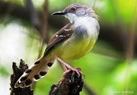 Burung pipit atau burung finch, burung kecil dengan bulu yang indah. Daftar Semua Jenis Harga Burung Terbaru Th 2021 Terlengkap