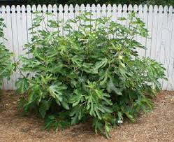 I have 11 violette de bordeaux fig ranging from 1 to 3 years old and probably sold another 20 or so 1 gallon plants this year. They Re Figgin Huge Backyard Orchard Small Trees Fig Tree