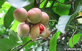 Image result for Aphanamixis