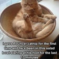Hope you like our meme compilation and don't forget to subscribe us and share with your friends to make their day better. 100 Funniest Cat Memes Ever