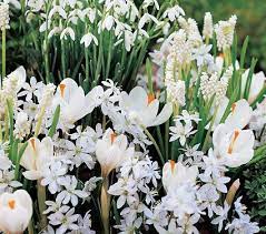 Daylily nursery elegant black pearl amaryllis gift growing kit, deluxe edition. White Flower Collection Of 4 Early Spring Bulbs White Flower Farm