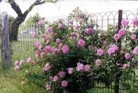Quick link bale ties, double loop wire ties, ceiling hanger wire, welded wire mesh, hinge joint field fence, temporary fence, picket fence, hexagonal wire mesh, chain link fence, barbed wire, concertina razor. How To Install A Double Loop Ornamental Fence Ehow Lawn And Garden Fence Wire Fence