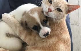 Oggi e'la causa principale di malattie croniche e influisce sulla salute di più persone rispetto alle malattie cardiovascolari o al cancro. Malattie Del Gatto Clinica Veterinaria San Maurizio
