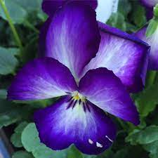 Garden Answer On Instagram Amazing Color Pansy Flower Fall Autumn Loveit Lovely Beautiful Blooms Instablooms Mygarden G Garden Pansies Flowers