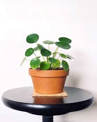 I feel like we're on first name terms now. Pilea Peperomioides Plant Stand Terracotta Pots Green Leaves Plant Foliage Cute Pots For Plants Living With Plants Plants At Home Houseplants Indoor Plants Plan
