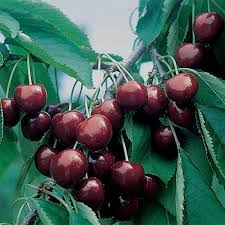 Apples and pears apple trees (malus spp.) and pear trees (pyrus spp.) are generally quite resistant to cold and frost, making them good choices for cooler areas. Pin On Trees More