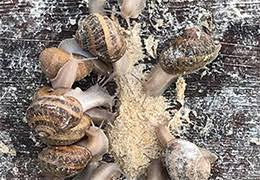 Eleveur D Escargots Mantes La Jolie Heliciculteur Les Escargots De M Devaux