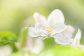 Der frühling ist nun auch in den apfelwiesen angekommen. Sudtirol Zu Jeder Jahreszeit Sinnergut Nals Deine Ferienwohnungen Mit Schwimmbad In Sudtirol Zwischen Meran Und Bozen Etschtal