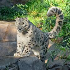 Check spelling or type a new query. A Rare Snow Leopard At The San Diego Zoo Has Tested Positive For Coronavirus Nbc2 News