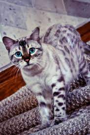 New Absolutely Free Gray Bengal Cats Thoughts Beautiful Cats Pretty Cats Bengal Cat