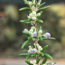 Image result for Rosmarinus officinalis