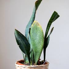Image result for Sansevieria hyacinthoides