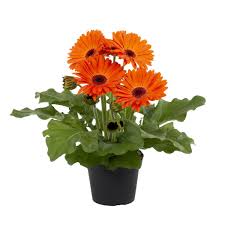 Image result for Gerbera jamesonii