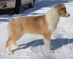 Medium in size, energetic, and loyal, these pups inherited. Copper Hill S Illegally Blonde Taboo Sidestreet Kennel Aussie Dogs Puppies Canine