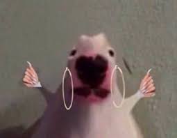 Walter Dog Meme Nails Google Search Funny Profile Pictures Funny Profile Cute Memes