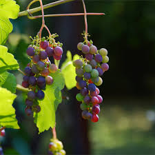 Flowering time in the vineyard. Grapevine Growing Caring For And Harvesting Grapes Varieties Pruning