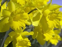 Guida alla giunchiglia con informazioni su questa bulbosa fiorifera dagli splendidi fiori gialli che sbocciano in primavera. I Migliori Tipi Di Narcisi 40 Varieta Piu Belle Caratteristiche Caratteristiche Tempo Di Fioritura