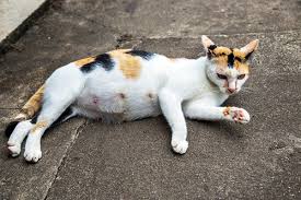Throat cancer most often begins in the flat cells that line the inside of your throat. 7 Things You Need To Know About Breast Cancer In Cats Catster