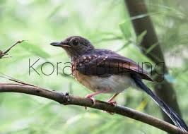 1000 x 944 jpeg 86 кб. Perbedaan Kicau Sdd