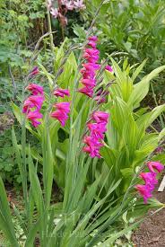 Image result for Gladiolus trichonemifolius