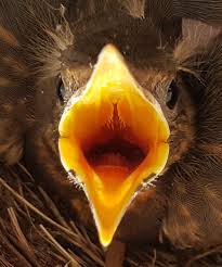 Zum brutverhalten der amsel zählt auch, dass die jungen 15 tage im nest verbleiben. Amseln Bruten Am Haus Kais Journal