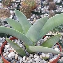 Image result for Crassula perfoliata