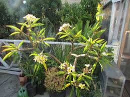 #2 best value of 315 places to stay in san jose. Plumeria In A Pot 22 Years Old Celadine