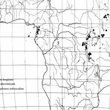 Image result for Arthropteris antun-gupffertiae