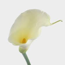 Have calla lilies delivered to someone special today. Calla Lily Bulk Flowers Blooms By The Box